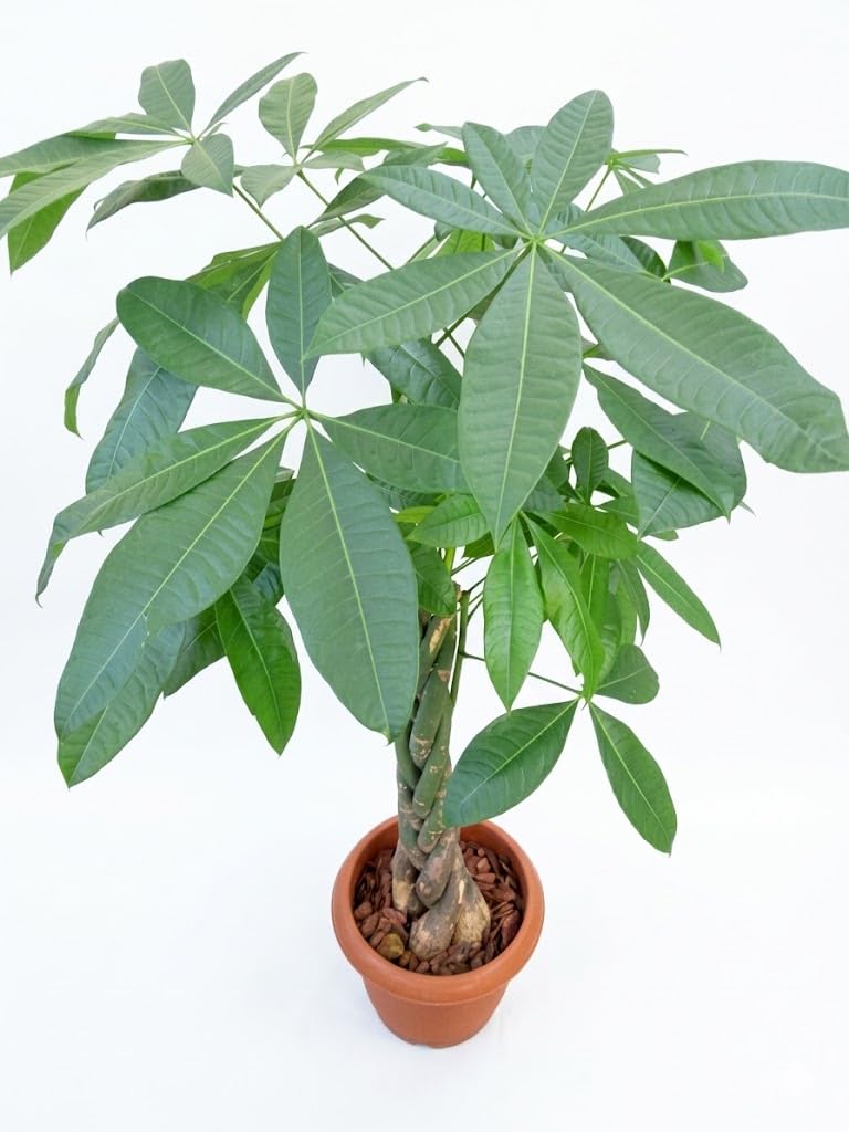 Amazon｜パキラ 8号 観葉植物｜観葉植物 オンライン通販