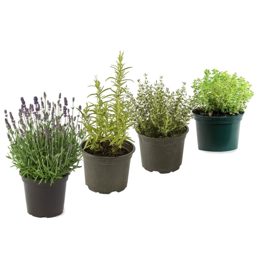 DECOALIVE Set Lavanda, Romero, Tomillo y Tomillo Limonero Hierbas Aromáticas, Multicolor