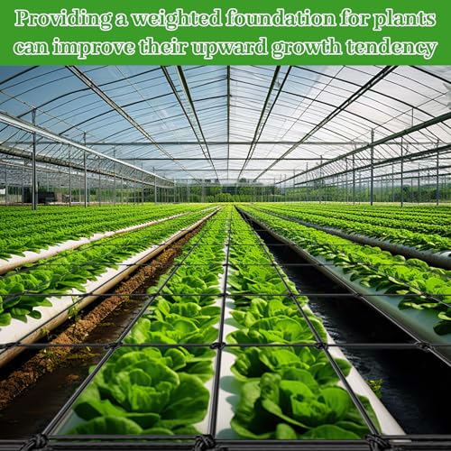 Zikenis Wachsen Zelt Netz 100 x 100 cm, Scrog Netz,Elastisches Mesh Zelt Ranknetz,Grow Netz mit 4 Haken,für GemüSe-,Obst-Und Blumenpflanzen Verwendet,für Hof,Gartenarbeit,Garten,Balkone (100 x 100 cm)