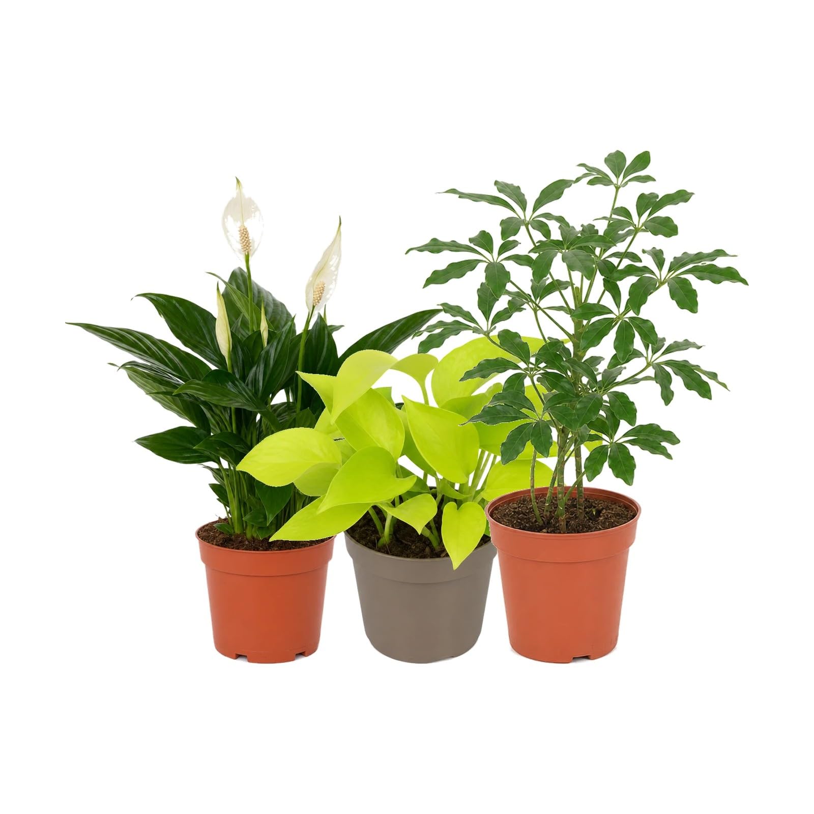 Pack 3 Plantas: Espatifilo, Poto Amarillo y Cheflera Gerda DECOALIVE