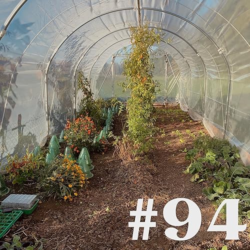 #94 - Heidelbeeren pflanzen & Tomaten nachreifen