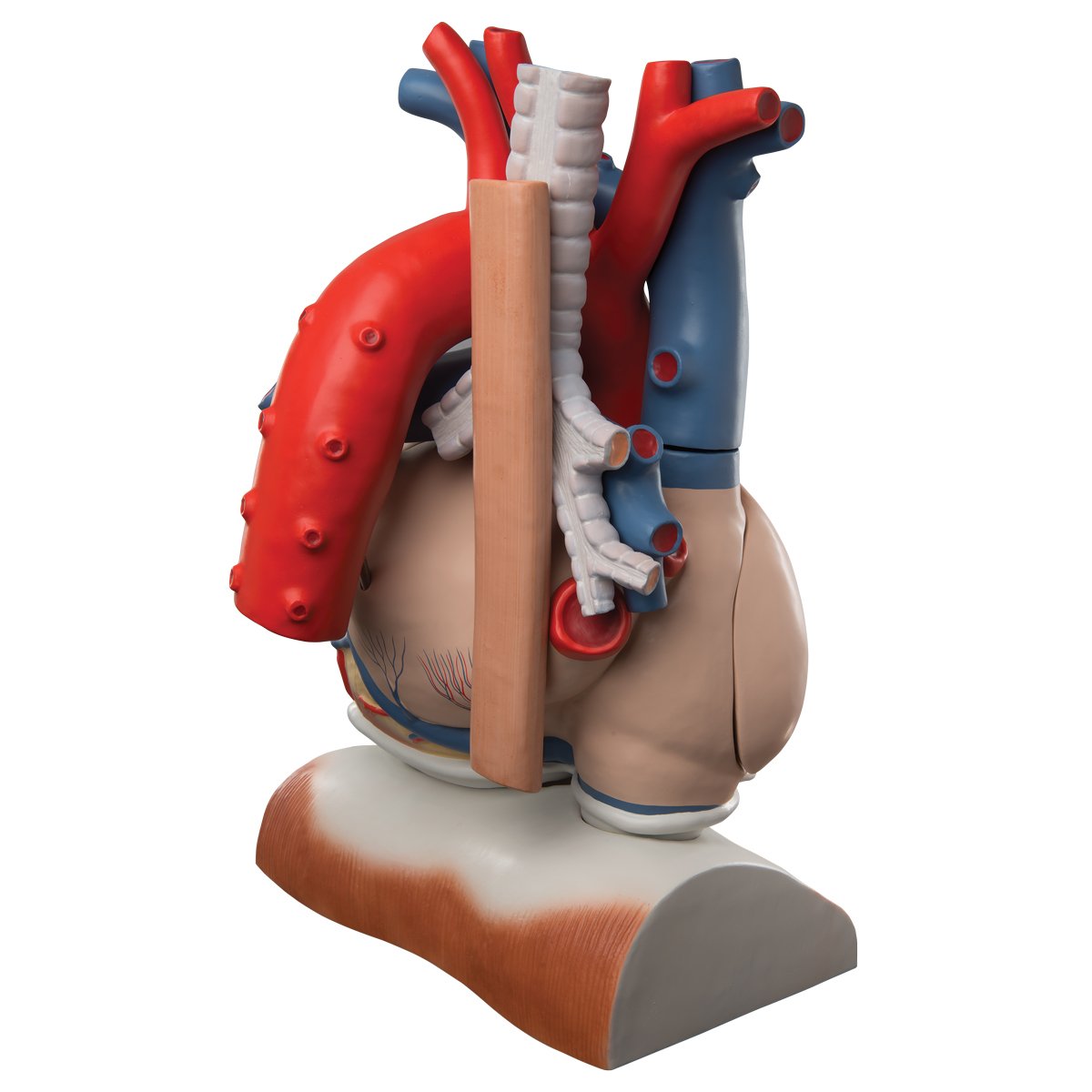 3B Scientific VD251 Modello di Anatomia Umana Cuore su Diaframma, Ingrandito 3 Volte, in 10 Parti + software gratuito di anatomia - 3B Smart Anatomy