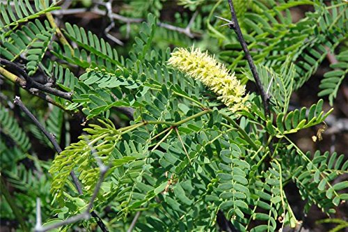 Prosopis juliflora Live Plant/Karuvelam/Sali/Vanni/Velvet Mesquite/Algaroba Live Plant - 1 No (B0C536RW1S) Amazon Price History, Amazon Price Tracker