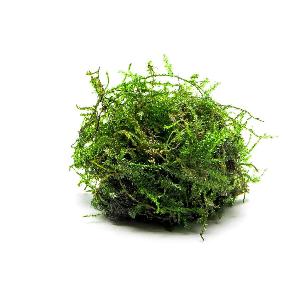 SubstrateSource Live Aquarium Plants on Driftwood, Lava Rock, Moss, Fiber Mat - Freshwater Fish Tanks - Easy, Beginner Friendly (Weeping Moss, (Golfball))