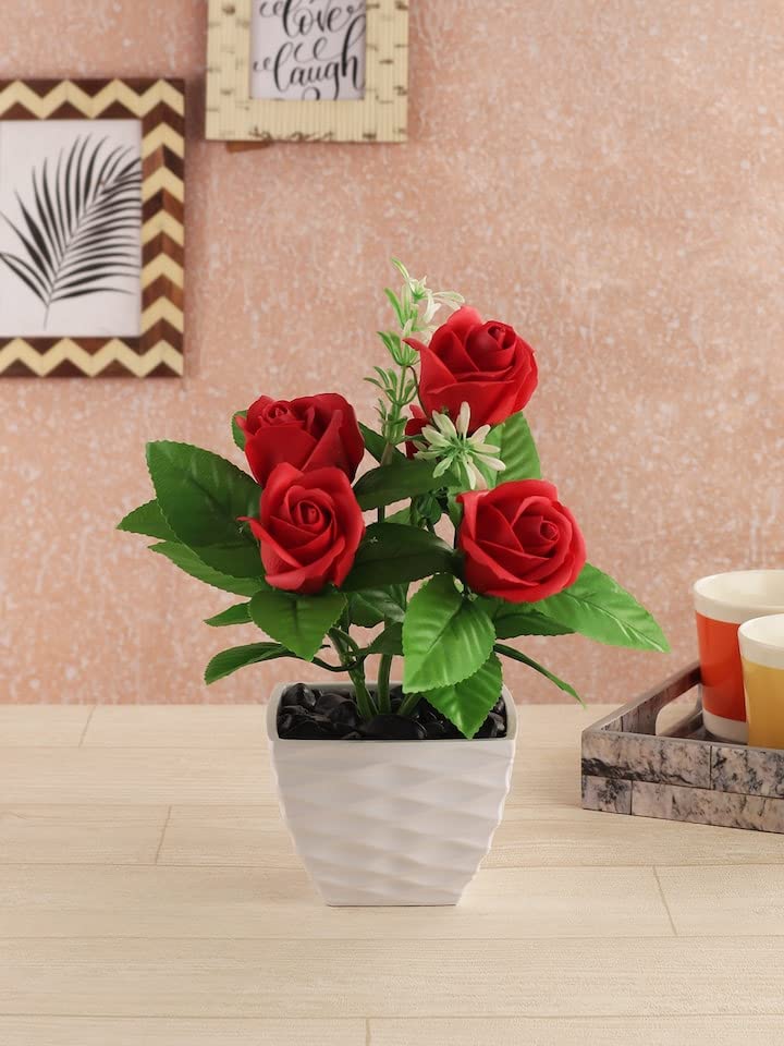 Mphmi Live Plant Nursery NCR Plants Thornless Rose - Flowering Plants Flower Garden Live Plant Nursery Indoor Outdoor Living Plants (B0BWVVH8PC) Amazon Price History, Amazon Price Tracker