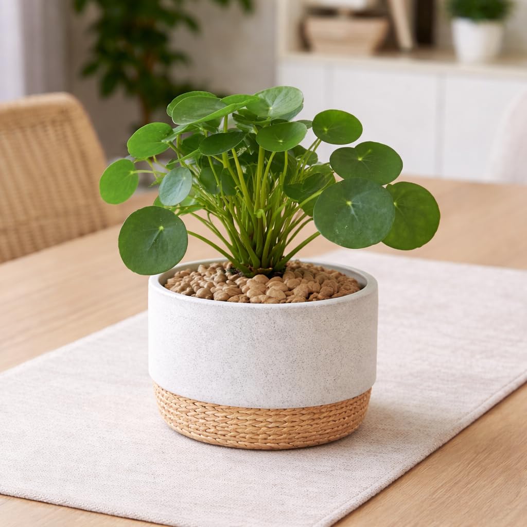 Chinese Money Plant - Air Purifying & Lucky Pilea -6