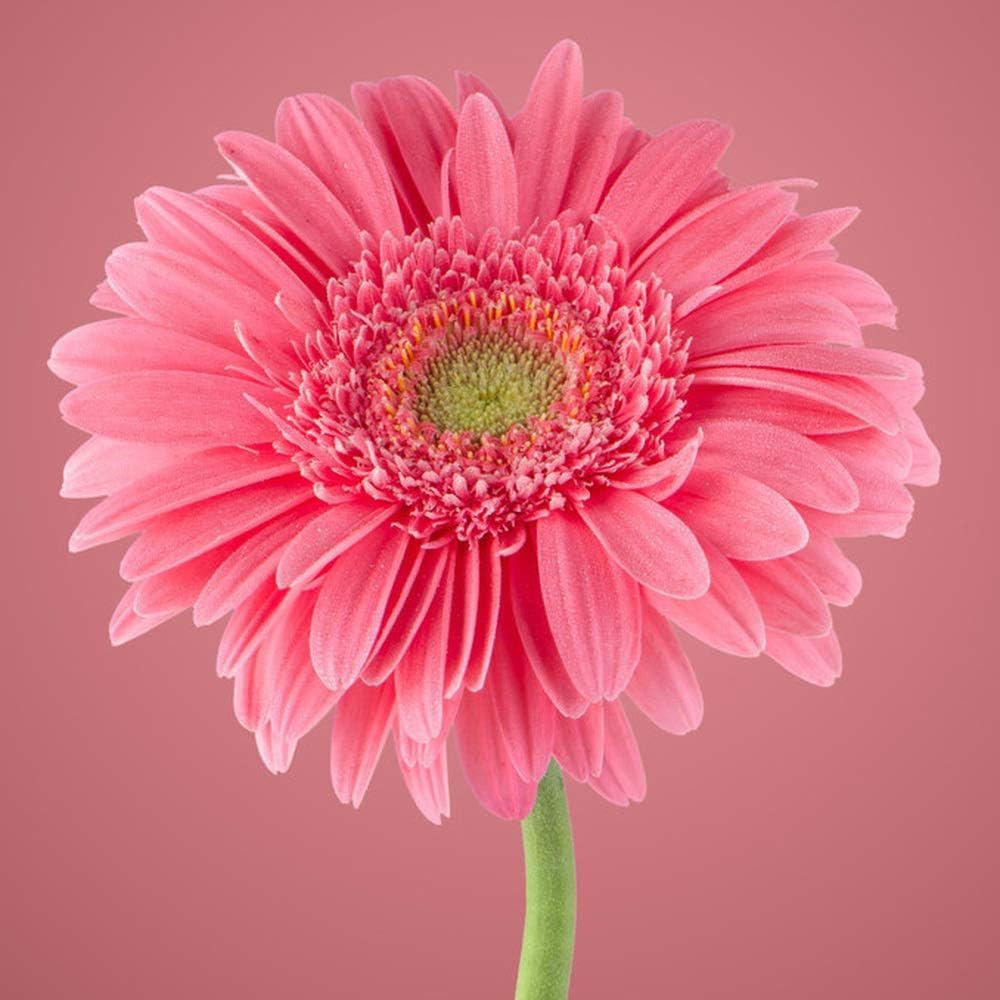 Non GMO Pink Chrysanthemum Seeds for Terrace Gardening-image-13