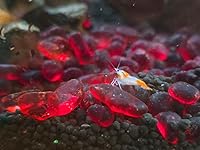 Review Image by Pnwginger Pnwginger