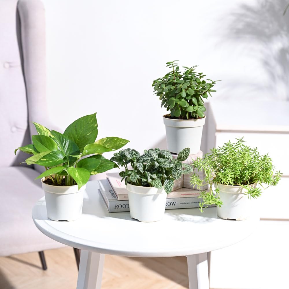 Plantoos Combo of 4 Indoor Live Plants for Home Decor with Pot - Sedum Golden,Money Plant Variegated,Fittonia Green,Jade Mini (B0BJTX5MM5) Amazon Price History, Amazon Price Tracker
