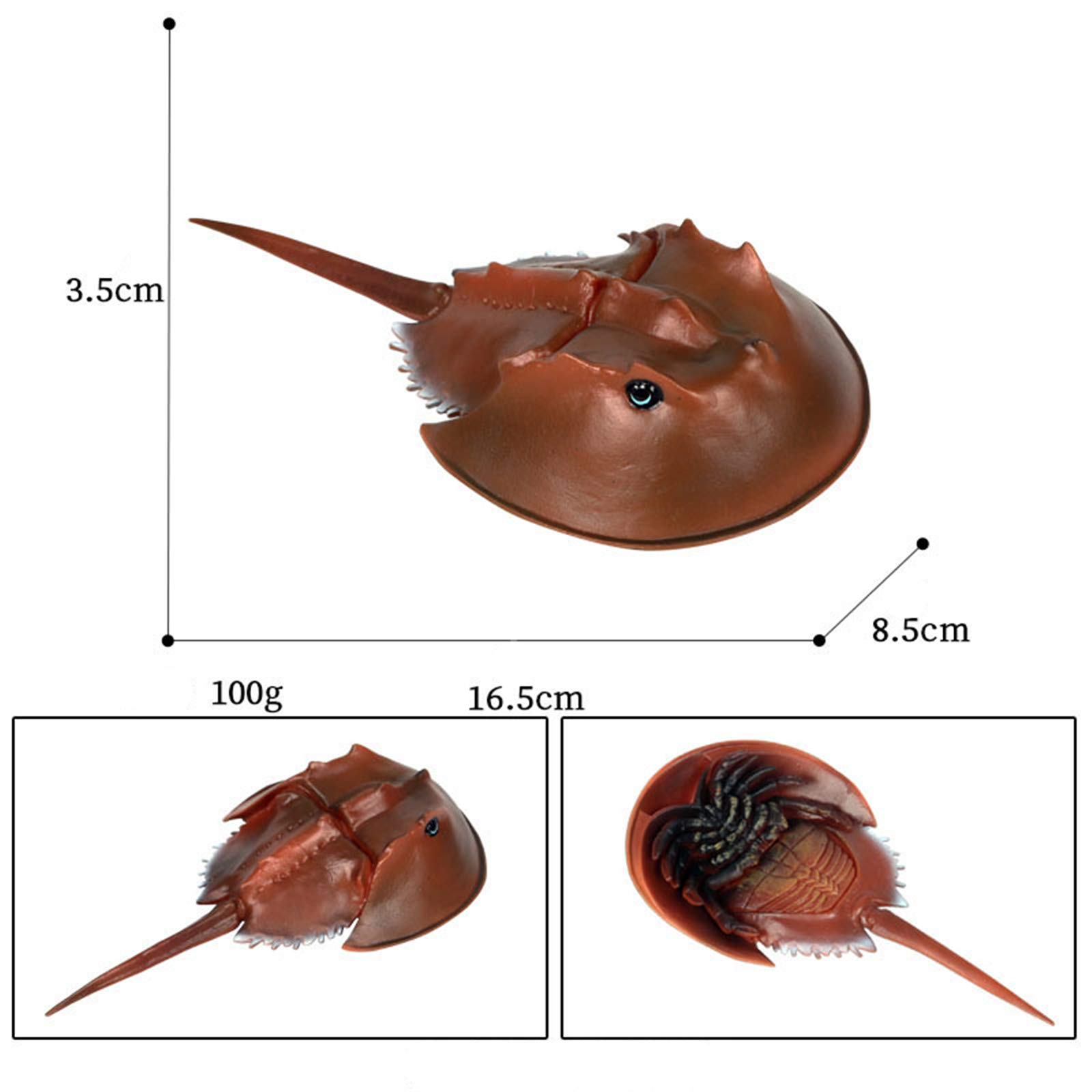 Amazon.co.jp: Eden Toys カブトガニ 甲蟹 兜蟹 ? 動物 海洋 節足動物