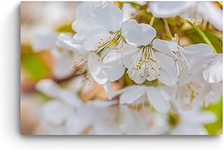 Quadro su Vetro Acrilico - Fiori di Ciliegio - Moderno Stampa 60 x 90 cm
