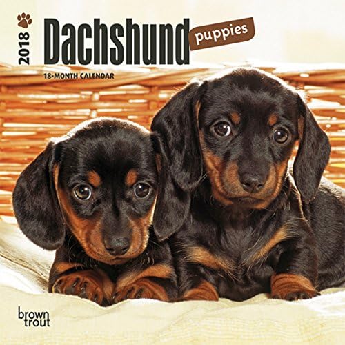 Dachshund Puppies 2018 Mini Wall Calendar Calendar – Mini Calendar, 31 Aug. 2017