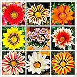 100pcs / bag color mezclado Gazania rigens semillas, semillas de flor para el hogar y el jardín, planta de los bonsai para plantaciones al aire libre de interior