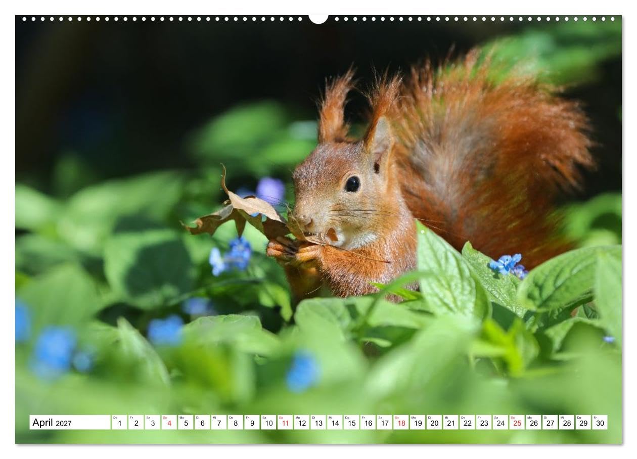CALVENDO · Eichhörnchen im Königlichen Garten (Kalender 2027) | DIN A2 Querformat · Wandkalender · Eichhörnchen im Hannoverschen Berggarten