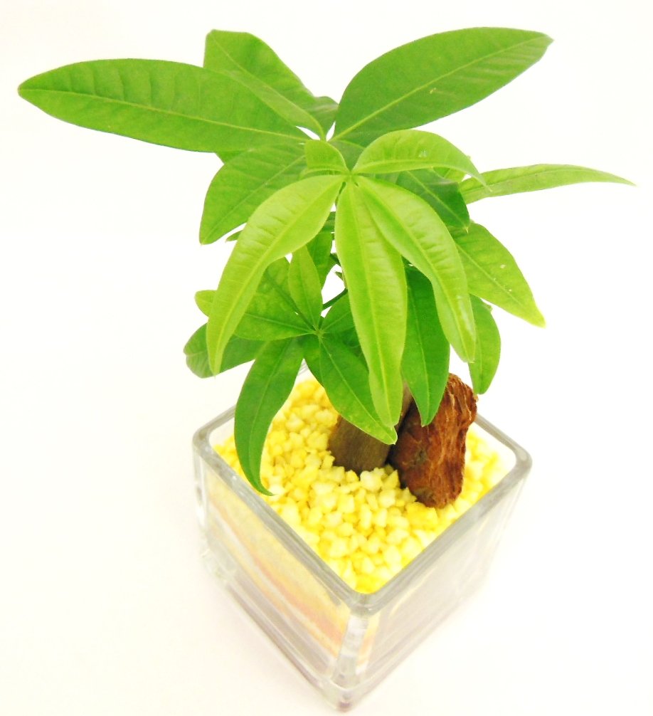 Amazon | 観葉植物 パキラ ハイドロカルチャー ガラス植え S （サンド