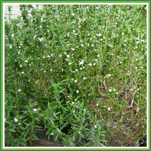 AJP Semilla de verano salada