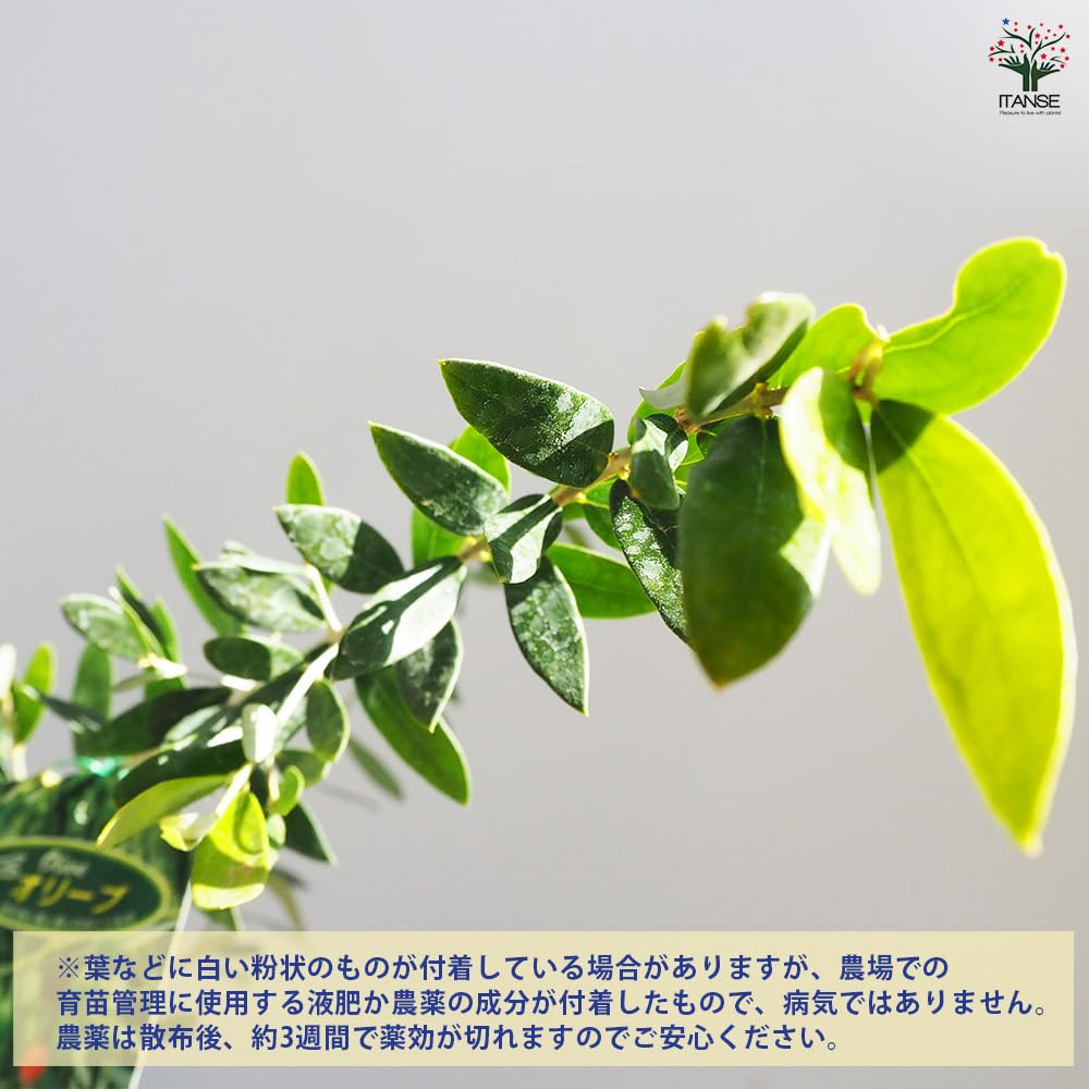 現品、オリーブの苗※ミッション　沢山の実つき、単体でも実がなりやすい品種です Amazon.co.jp: ITANSE オリーブの苗木 ミッション 一本立ち 4～5