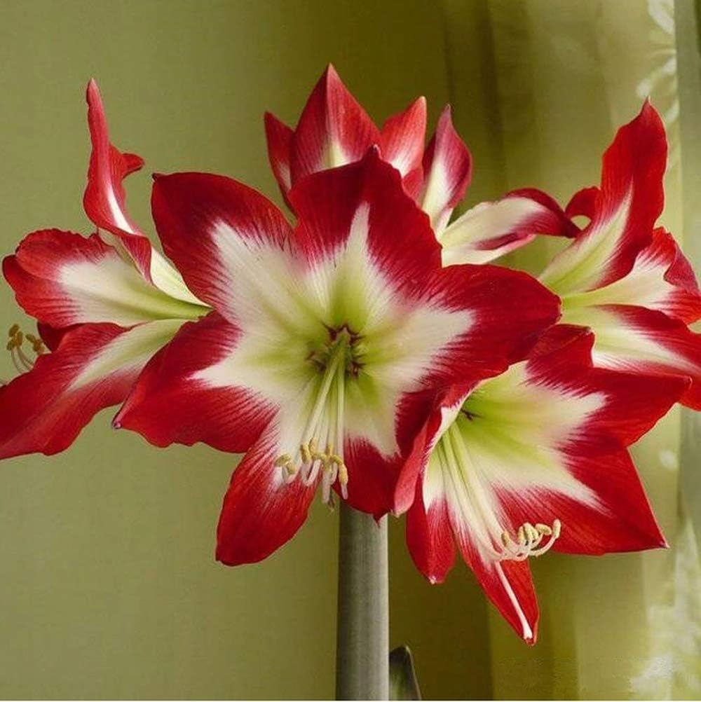 2Pcs Red Amaryllis Bulbs Stunning Greenhouse Diameter Flowers Spectacular Blooming Hippeastrum Bulb for Garden Balcony Planting