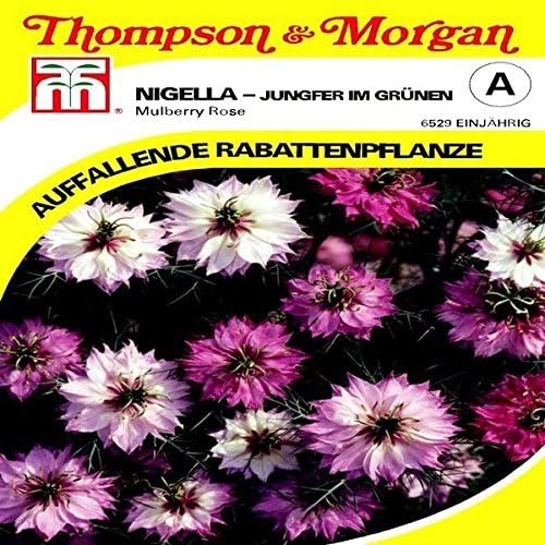 Nigella Damascena Mulberry Rose Seeds by T and M Amazon.co.uk Garden