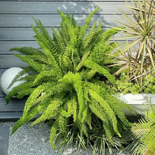 Semi di asparagi ornamentali, semi vecchie varietà Semi di Asparagus densiflorus, biologici resistenti per il giardino perenni 200pcs