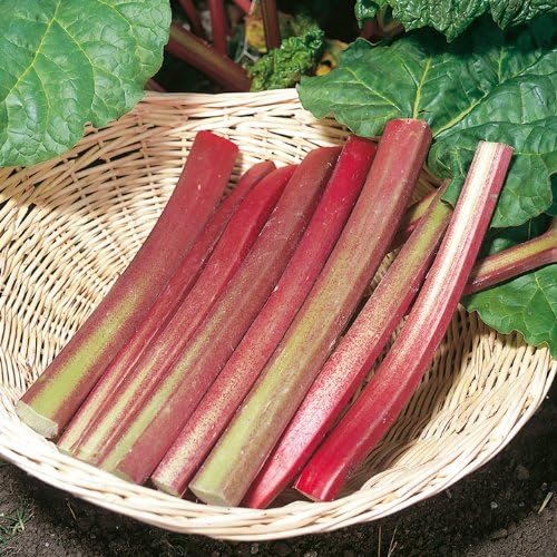 RHUBARB Victoria - Fruta-Vegetal - 0.05 oz 20+ Semillas Perennes