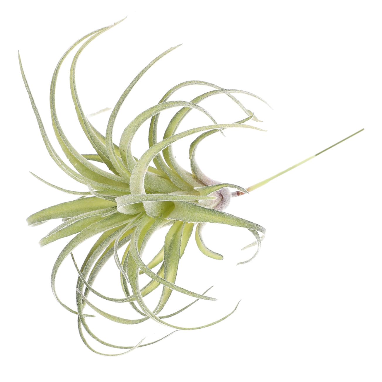 Plante artificielle broméliacée verte décoration suspendue faite main pour intérieur