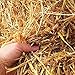 1 Cubic Foot of 100% Natural and Organic Wheat Straw