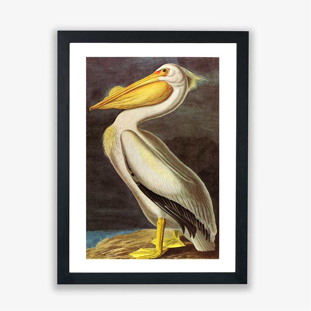 Póster de pelícano Audubon grande, arte Giclée de Spiffing Prints para decorar tu salón