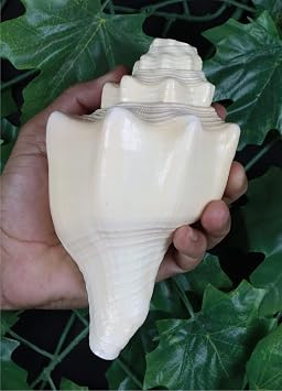ASHIRWAD Blowing Shankh Vamavarti Dattatreya - Original Natural Color Conch Shell - Puja Ritual - Shankh - Shankhnaad… (8.5 inch)