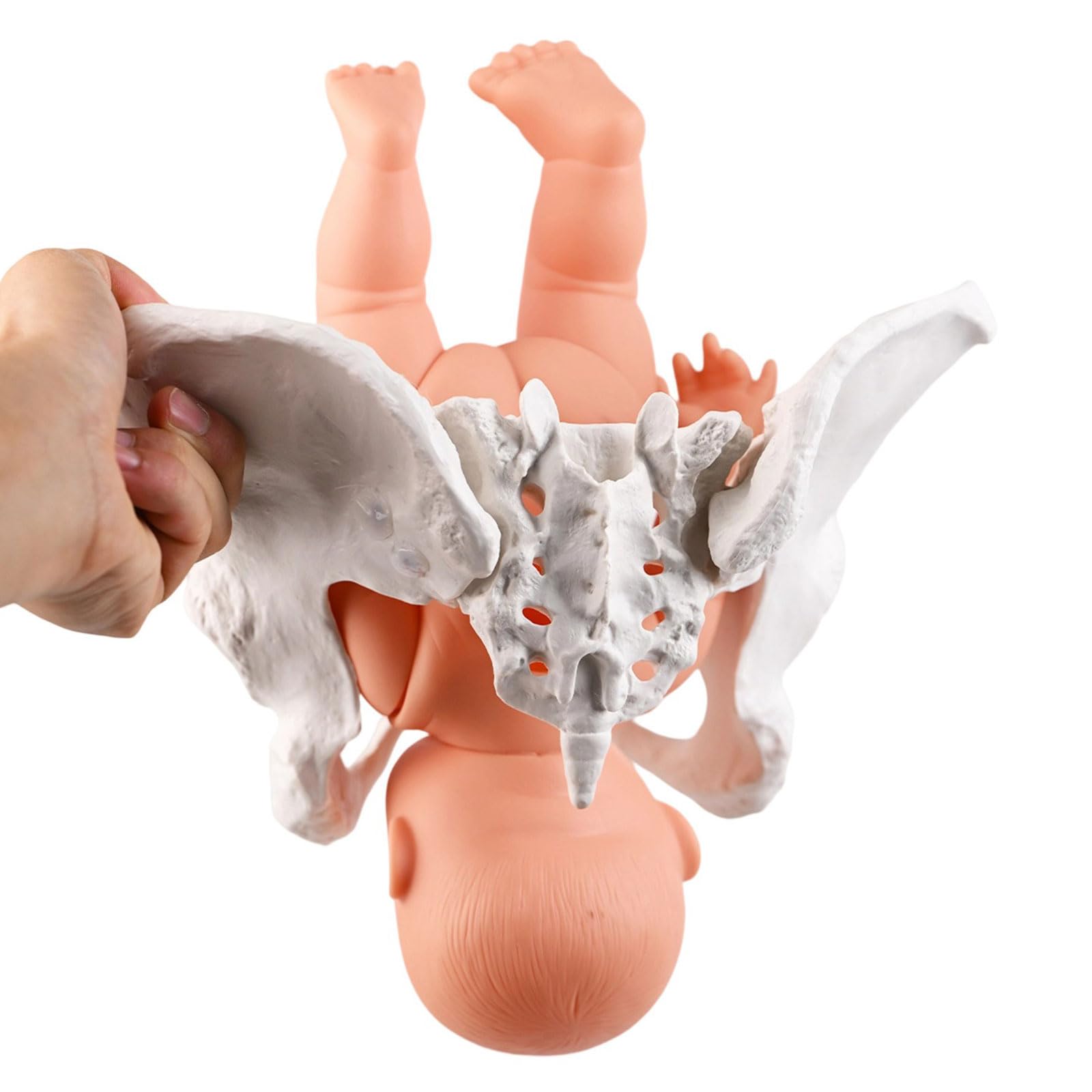 Modello di bacino femminile con ostetricia bambino insegnamento donne aiuto mobile per ostetrica educativa femmina e bambino