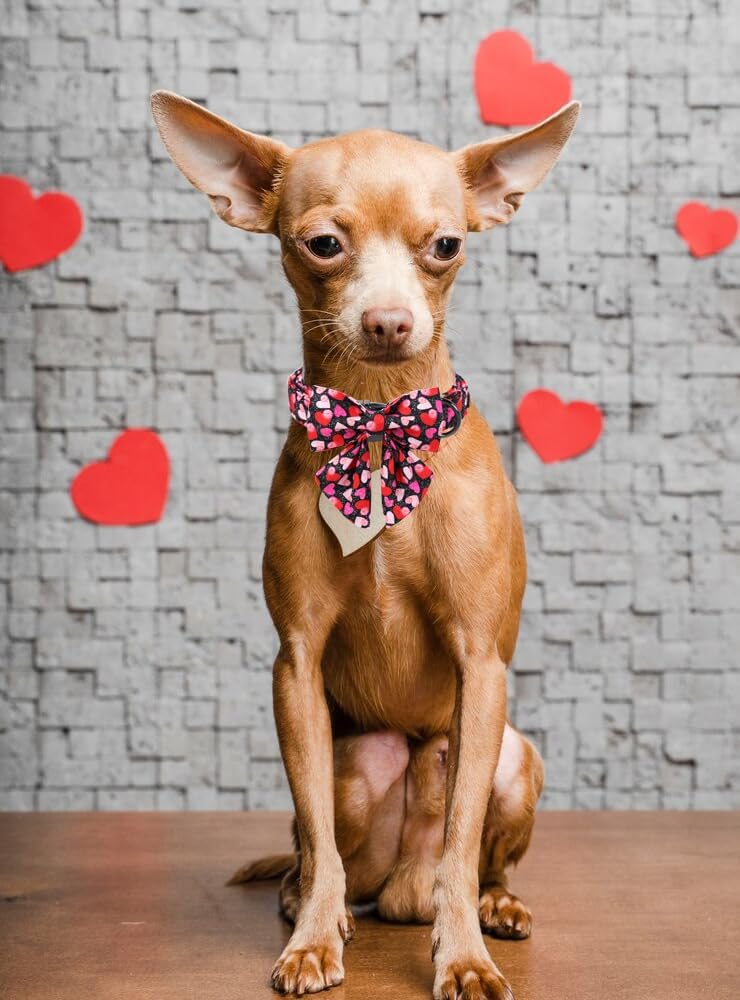 Unique Style Paws Valentine's Dog Collar with Bow Colorful Heart Love Dog Collars for Small Medium Large Dog New