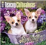 Teacup Chihuahuas 18-Month 2015 Calendar