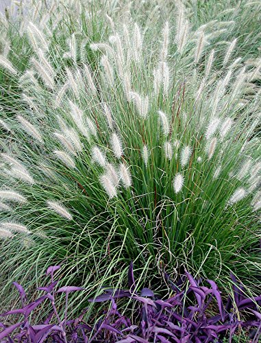 10 x Pennisetum alopecuroides 1 Liter (Ziergras/Gräser/Stauden) Lampenputzergras ab 3,19 pro Stück