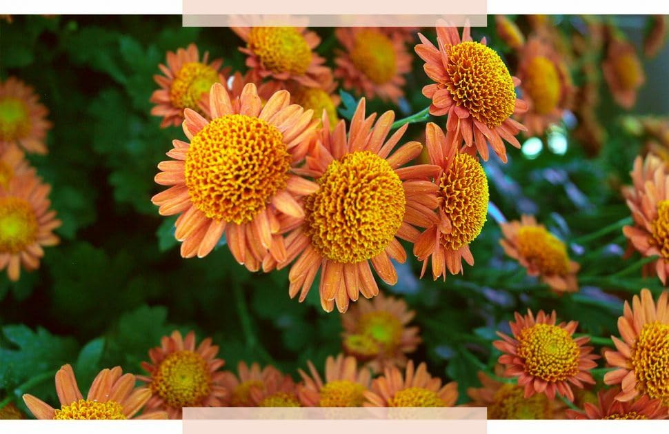 Willvine Chrysanthemum Flower (Anemone)-VII-10M