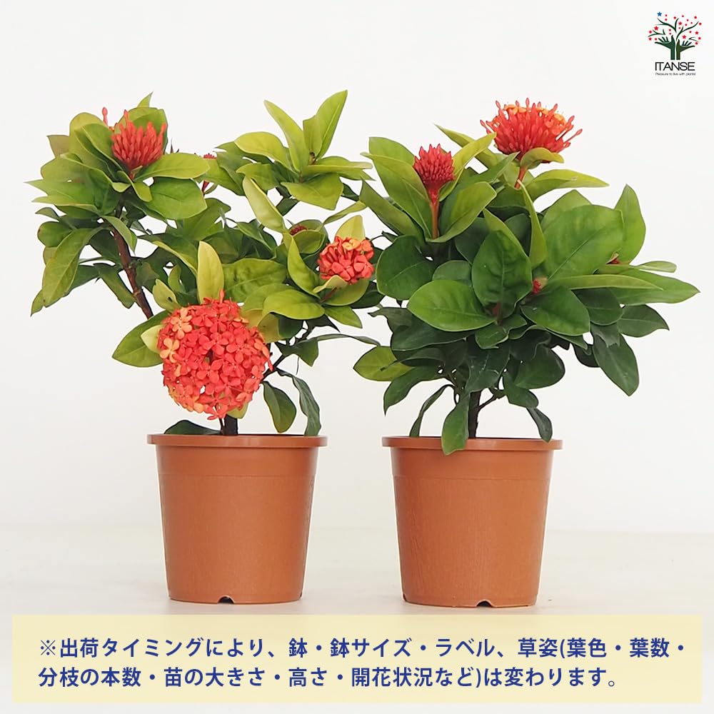 Amazon.co.jp: ITANSE サンタンカ 4号 1個売り Ixora chinensis