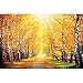 GREAT ART® Mural De Pared – Otoño Dorado – Decoración Mural Abedul Bosque Naturaleza Paisaje Árbol Callejón Sendero Otoño Sol Estaciones Parque Bosque Decoración (210x140 Cm)