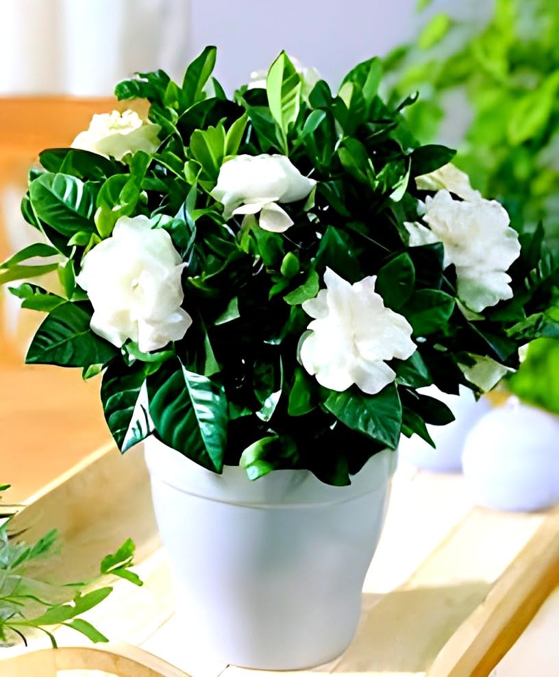 Hidden Enterprise Most Wonderful 1Healthy Flower Cape white rose Plant tree || For Beautiful Home Garden outdoor & indoor flower plant. (B0D5DPQBVZ) Amazon Price History, Amazon Price Tracker