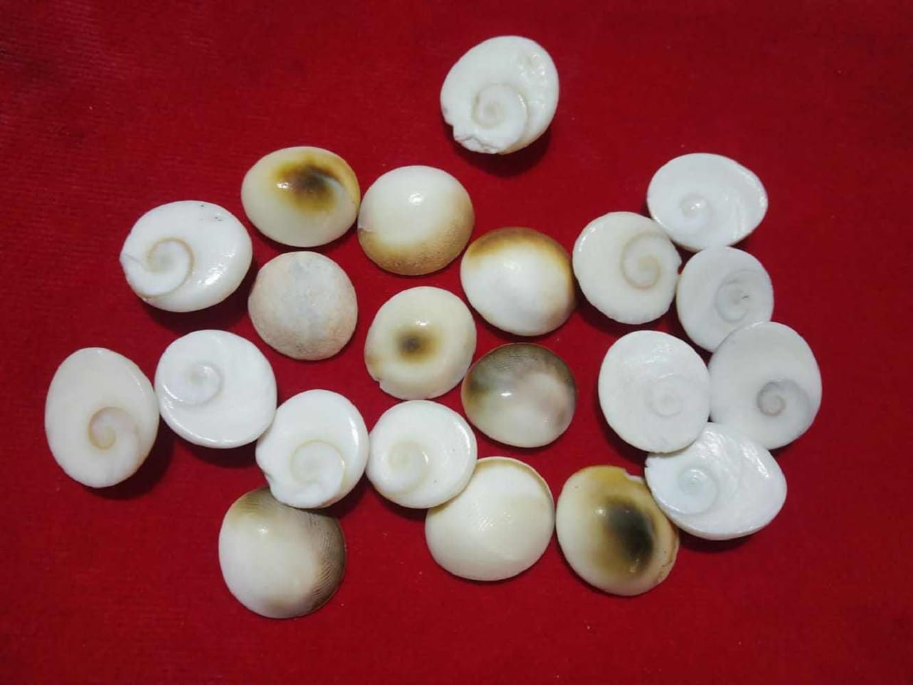Denique Natural Gomti Chakra for Lakshmi Pooja, Wealth, Luck, Astrology | Natural Hand Picked Sea Shell/Gomti Chakra - (21 Pieces) 3