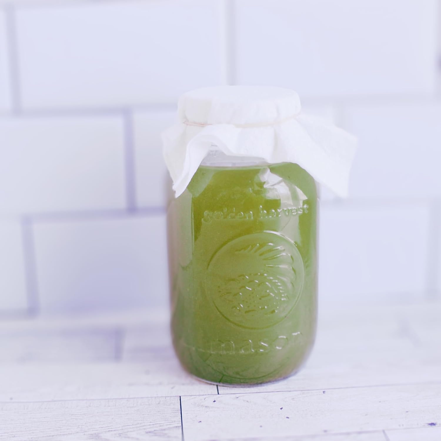 Matcha Kombucha Scoby Starter Kit with Starter Tea to Ferment Culture Healthy Fresh Raw Live