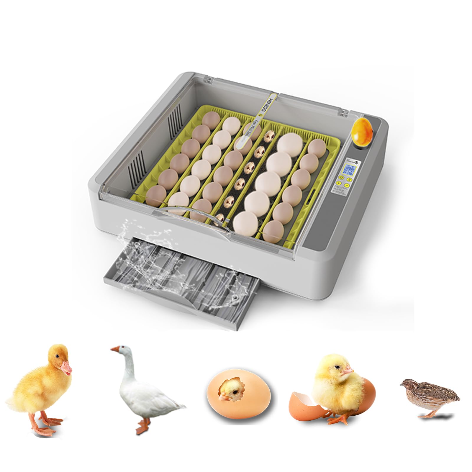 Incubators for Hatching Eggs, 36 Chicken Egg Incubator with Quick Use, 360° Egg Incubator with Automatic Egg Turning and Humidity Control, Quail Eggs with Adjustment Egg Tray for Hatching, Goose