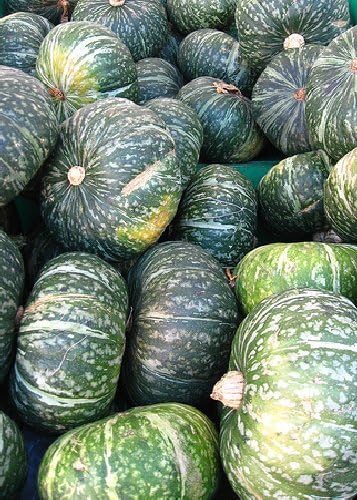 TROPICA - Green Hokkaido Squash (Cucurbita maxima) - 8 Seeds - Pumpkins