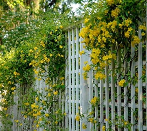 Yellow Carolina Jasmine Vine - Live Plant - (1 QT)
