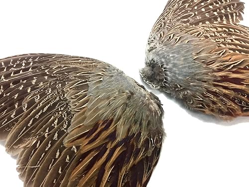Miniatura 2 de 1par de plumas de faisán Ringneck completa Wing de faisán plumas