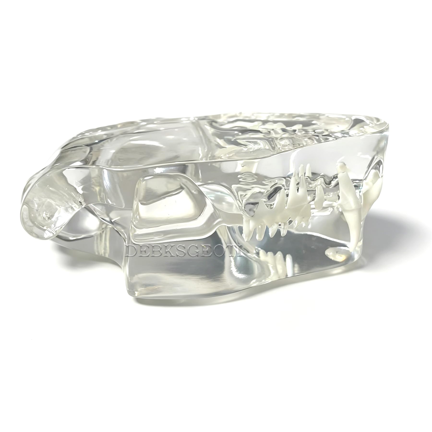 Dental Cat Oral Typodont Modelo de dientes transparentes Clínica de mascotas Mandíbula de dientes anatómicos para caninos veterinarios Oficina Educación Decoración Demostrar (Modelo de