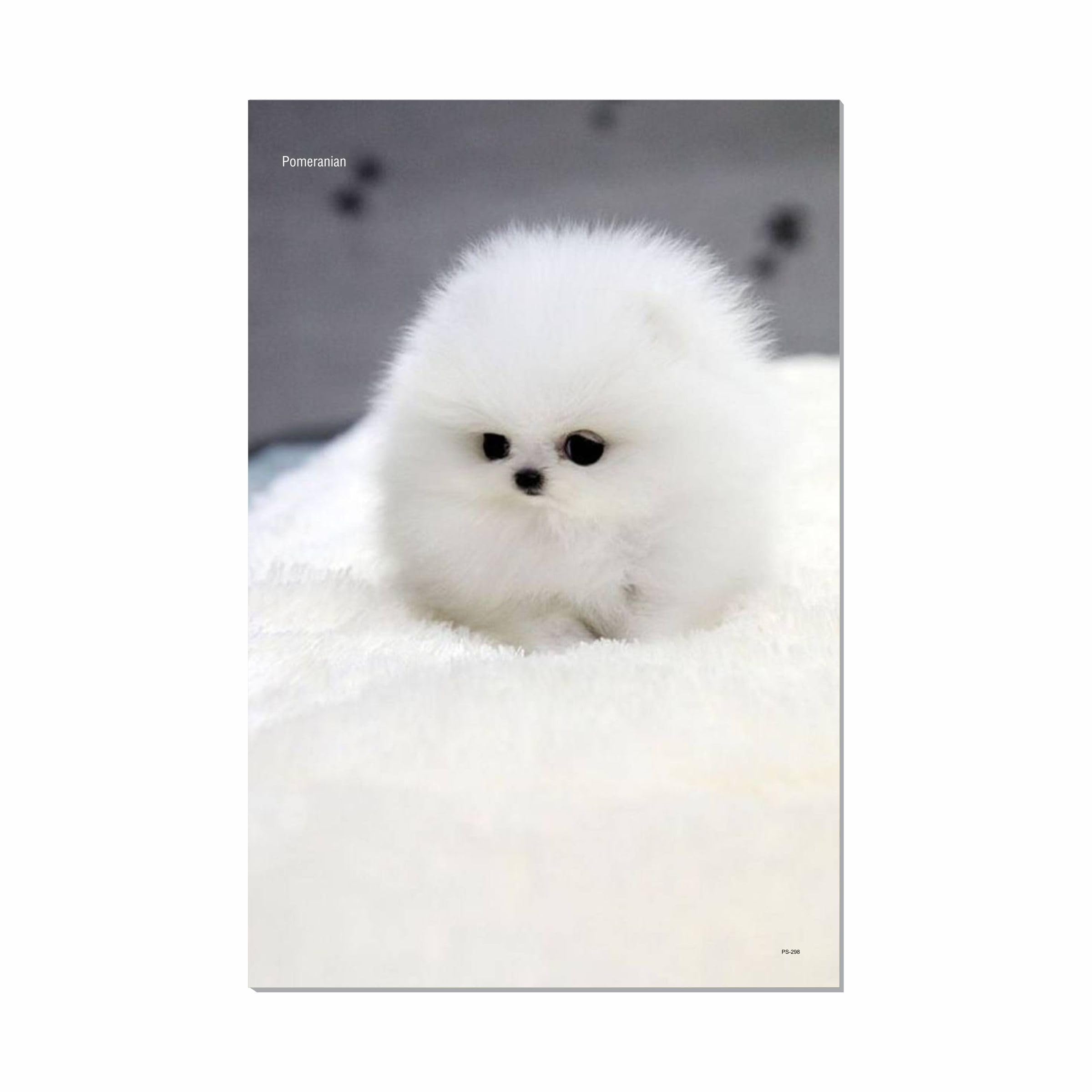 ESCAPER Dog Posters for Wall Decoration (12 x 18 inch), Pet Photos, Breed Posters - Cute Pomeranian Puppy (No. 298)