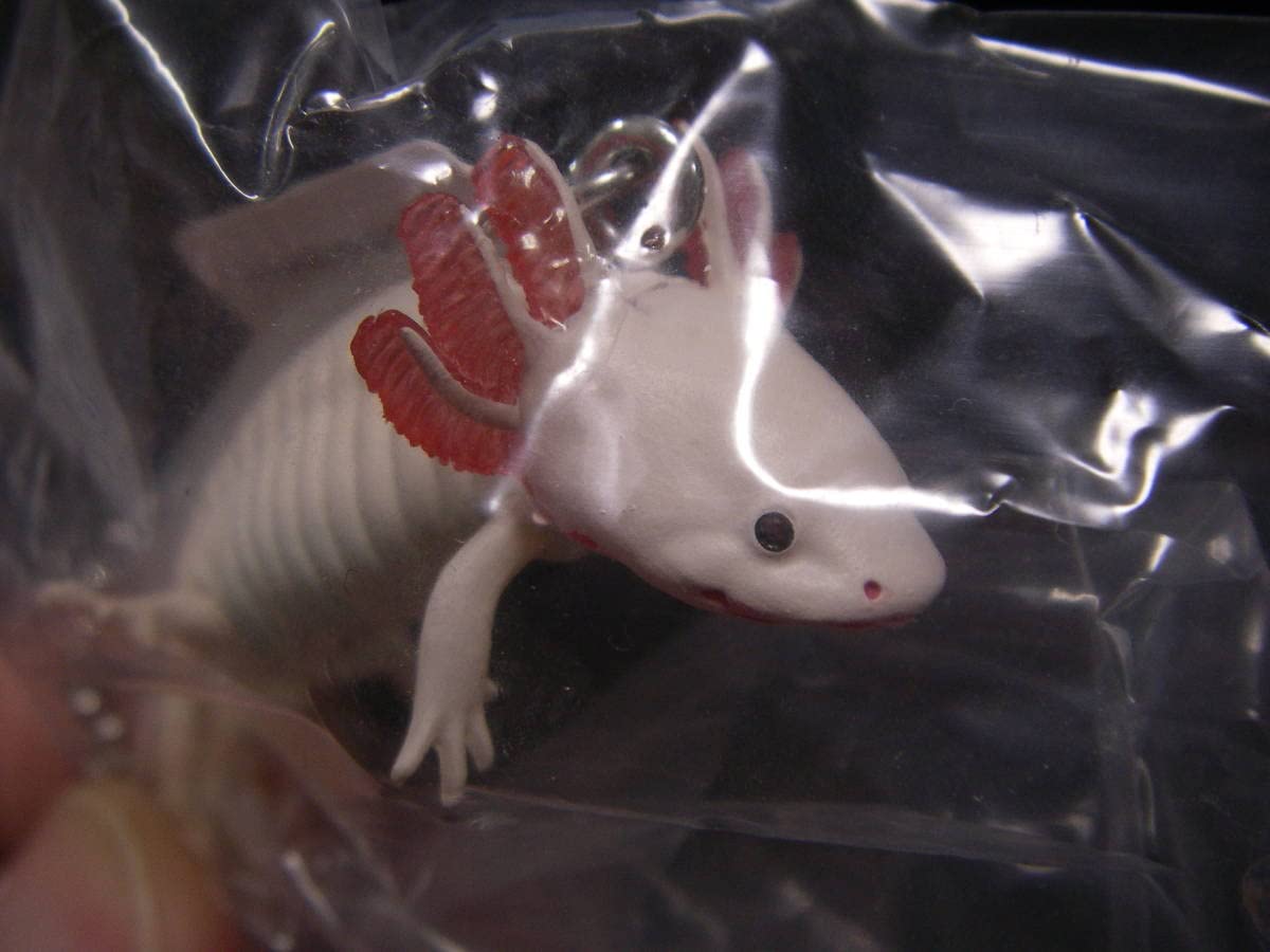 Amazon.co.jp: ネイチャーテクニカラー ウーパールーパーと