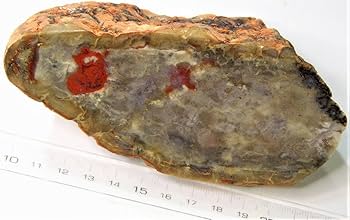 Amazon | 生痕化石 恐竜の糞化石コプロライト（J） | 化石