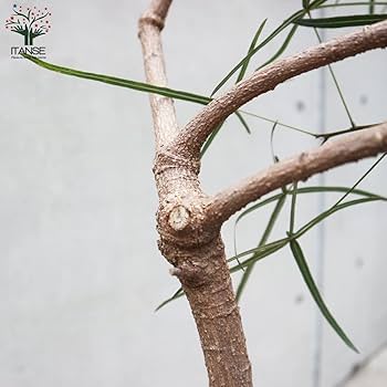 Amazon｜ITANSE ボトルツリー(ブラキキトン・ルペストリス