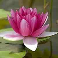★ごりぴか Herlipto Water Lily Garden 610fvGcu74L._AC_SY200_QL15_.jpg