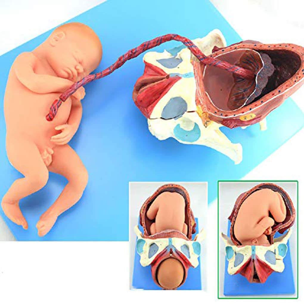 妊娠・分娩に関する専門書セット 妊娠・分娩に関する専門書セット 書籍 | オンラインストア｜看護